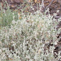 Chenopodium curvispicatum