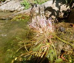 Marathrum plumosum