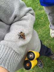 Xylocopa virginica