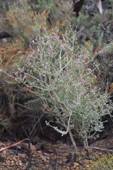 Kunzea recurva