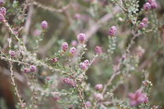 Kunzea recurva