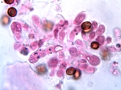 Cortinarius clelandii