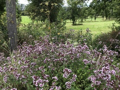 Origanum vulgare