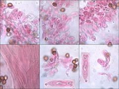 Cortinarius clelandii