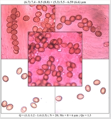 Cortinarius clelandii