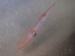Alloteuthis media