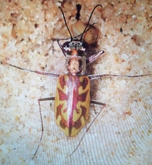Ellipsoptera cuprascens