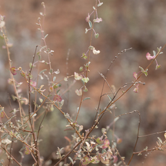 Atriplex stipitata