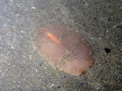 Acotylea