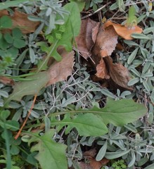 Cephalaria leucantha