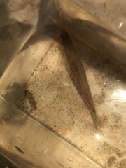 Notropis hypsilepis