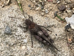 Oedipoda caerulescens