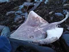 Dipturus intermedius