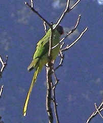 Psittacula himalayana