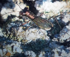 Parvindela celeripes