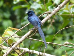 Terpsiphone atrochalybeia