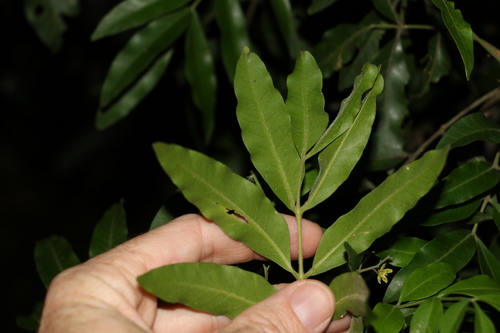Image of Flindersia xanthoxyla by (c) Greg Tasney, some rights reserved (CC BY-SA)