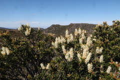 Mountain Rice Flower (Orites revolutus)
