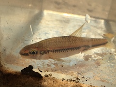 Notropis hypsilepis