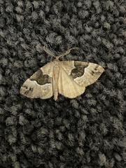 Pseudocoremia pergrata