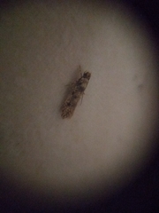 Lepidoptera