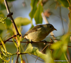 Dicaeum erythrorhynchos