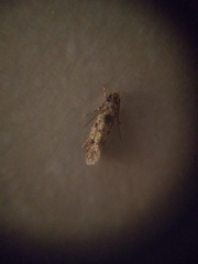 Lepidoptera