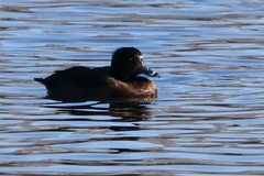 Aythya fuligula