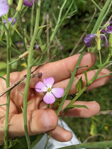 Raphanus sativus observed 2021-08-25