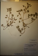 Oxybasis glauca salina