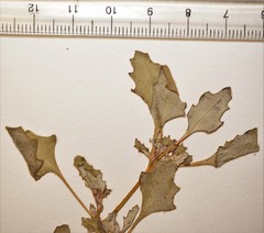 Oxybasis glauca salina