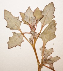 Oxybasis glauca salina