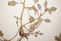 Oxybasis glauca salina