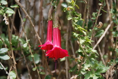 Cantua buxifolia