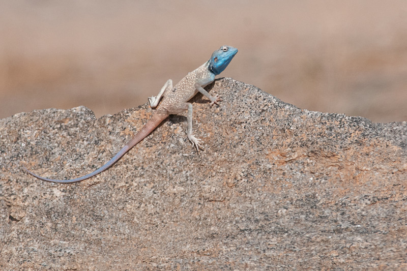 Dhofar Rock Agama