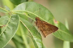Psoralis stacara