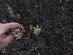 Amelanchier nantucketensis