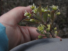 Amelanchier nantucketensis