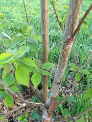 Cornus alternifolia
