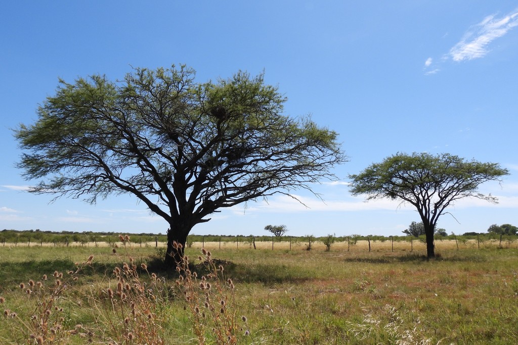 Prosopis affinis Spreng. 2