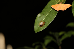 Anaxarchus pardalinus