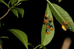 Anaxarchus pardalinus