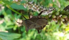 Coreus marginatus