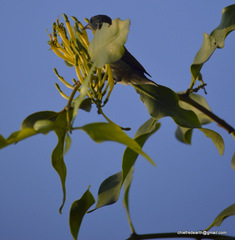 Dicaeum erythrorhynchos