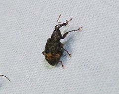 Conotrachelus elegans