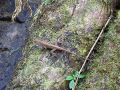 Anolis polylepis