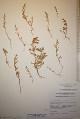 Oxybasis glauca salina