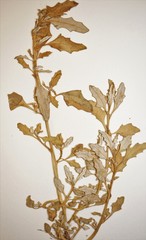 Oxybasis glauca salina