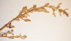 Oxybasis glauca salina