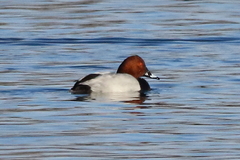 Aythya ferina